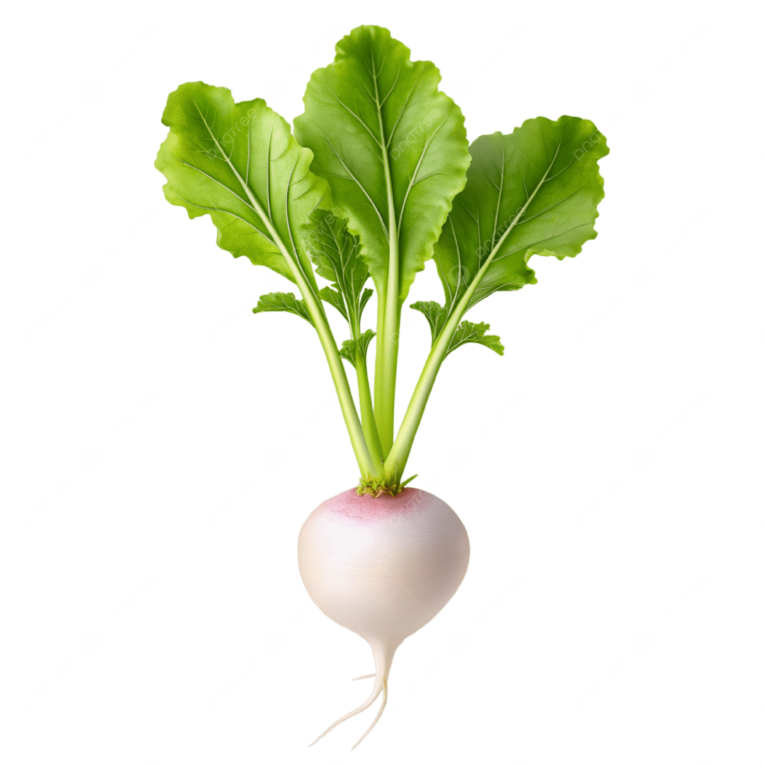 FRESH TURNIPS